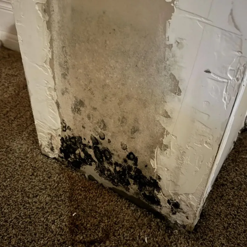 Professional Mold Removal in Appleton City, MO